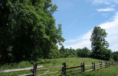 Trees on field against sky