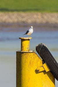 Seagull perching on a bird