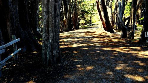 Footpath amidst trees in forest