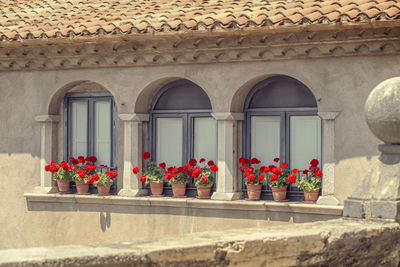 Low angle view of potted plants on window of building