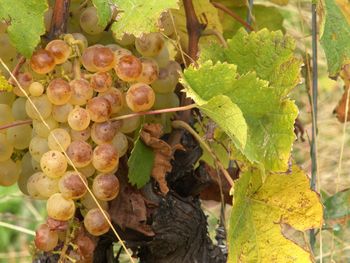 Close-up of grapes growing in vineyard