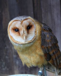 Portrait of a barn owl tyto alba 