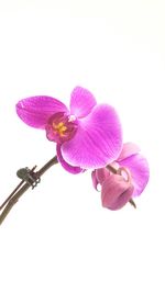 Close-up of purple flowers blooming against white background