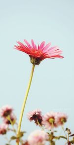 Close-up of fresh pink flowers against clear sky