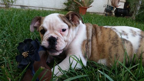 Portrait of dog on grassy field