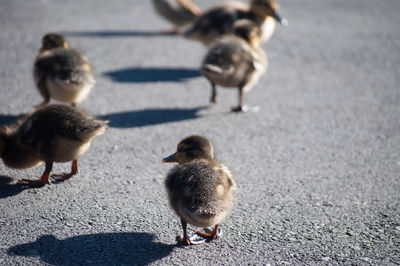 A family of ducklings