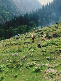 Scenic view of forest