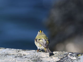 Close-up of bird perching on rock