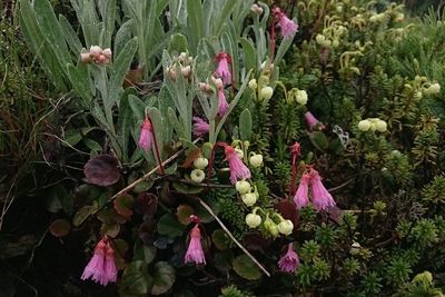 Pink flowers blooming in park