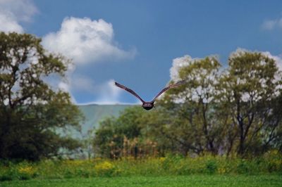 Bird flying in sky