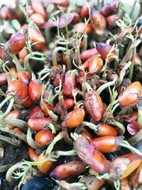 Close-up of vegetables