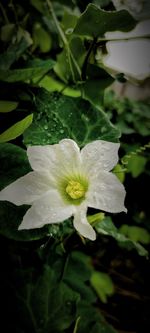 Close-up of white flowering plant