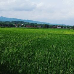 Scenic view of grassy field against cloudy sky