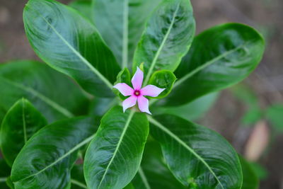 Close-up of flowering plant