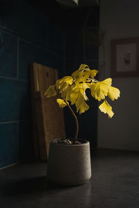 Close-up of gingko on table at home in autumn