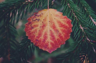 Close-up of autumnal leaves against blurred background