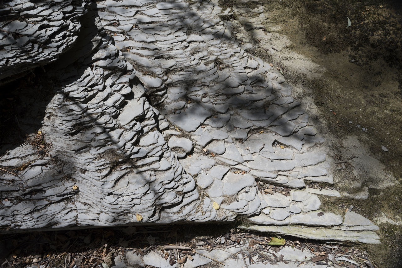 HIGH ANGLE VIEW OF TREES AND ROCKS