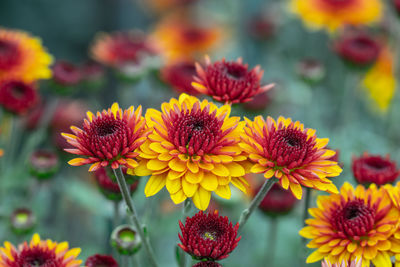 Close-up of red flowering plants