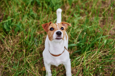 Portrait of a dog on field