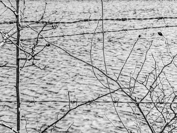 Full frame shot of dry plants on land