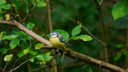 Bird perching on a tree