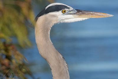 Great blue heron close-up head profile view