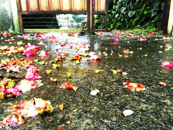 Close-up of pink flowers