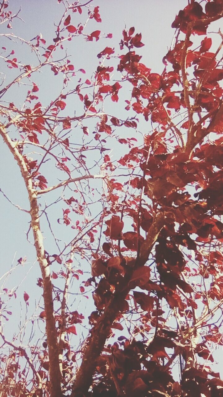 LOW ANGLE VIEW OF FLOWER TREE