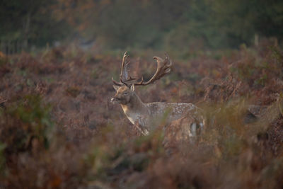 Deer in a field