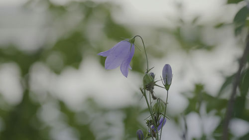 Close-up of purple flowering plant