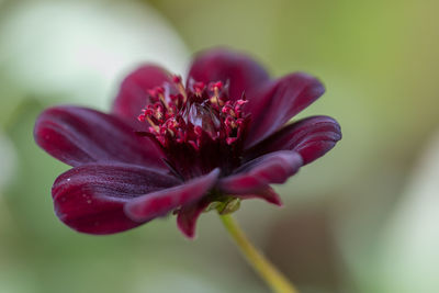 Close-up of pink flower