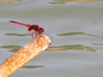 Close-up of dragonfly on lake