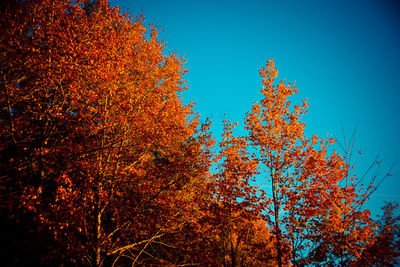 Low angle view of trees against clear blue sky