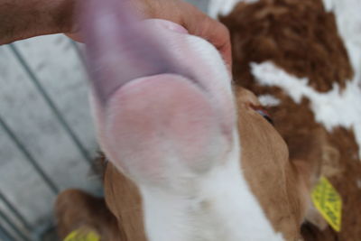 Close-up of hand holding dog