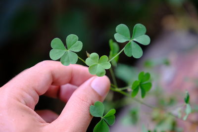 Close-up of hand holding small plant