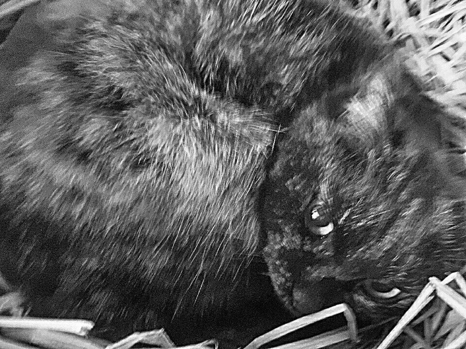 animal themes, one animal, domestic animals, mammal, pets, indoors, high angle view, domestic cat, relaxation, cat, animal head, animal body part, close-up, part of, sleeping, feline, whisker, resting, black color, lying down