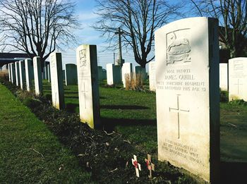 Trees in cemetery