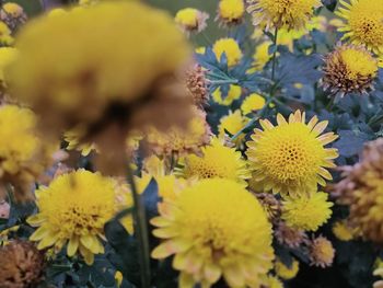 Close-up of yellow flowering plant