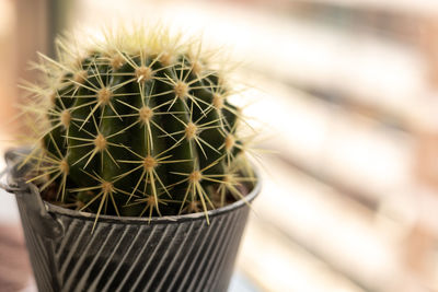 Close-up of potted plant