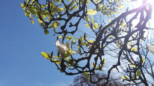 Low angle view of blooming tree