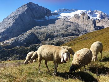 Sheep on landscape