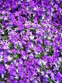 Full frame shot of purple flowers