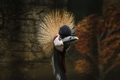 Close-up of a bird looking away