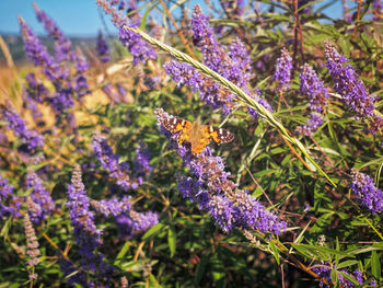 Close-up of butterfly pollinating on purple flowering plants