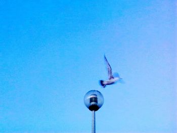 Low angle view of seagull flying against clear blue sky