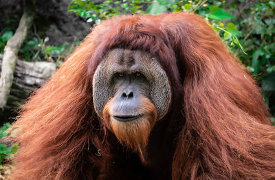 Close-up portrait of a monkey