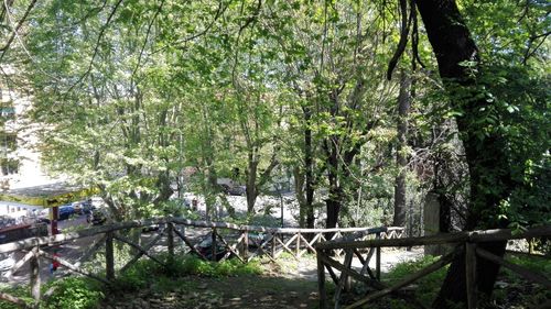 Low angle view of trees against sky