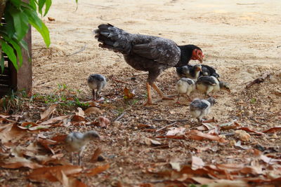 View of birds on land