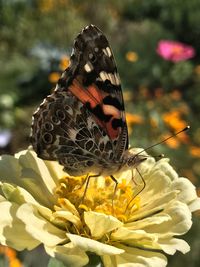 Close-up of butterfly pollinating on yellow flower