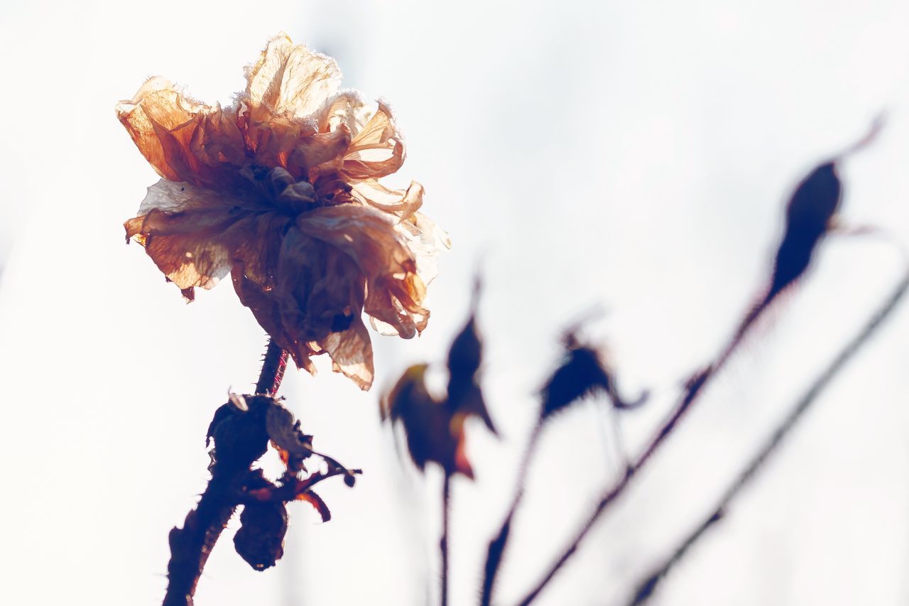 flower, fragility, nature, growth, plant, flower head, close-up, beauty in nature, petal, freshness, no people, day, outdoors